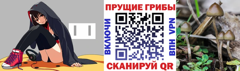 наркота  Новое Девяткино  Псилоцибиновые грибы Magic Shrooms 